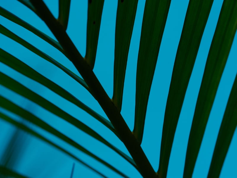 LINHAS SIMÉTRICAS NATUREZA