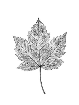 MINIMALISTA A NATUREZA 1