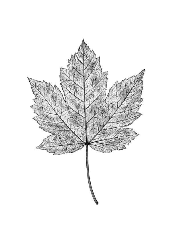 MINIMALISTA A NATUREZA 1