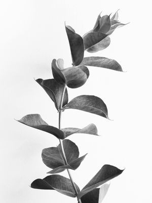 MINIMALISTA A NATUREZA 2