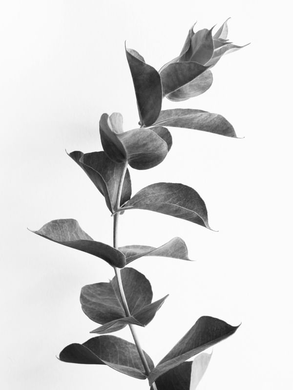 MINIMALISTA A NATUREZA 2
