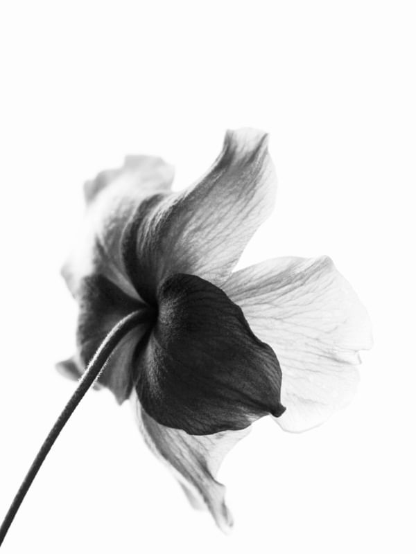 MINIMALISTA A NATUREZA 3