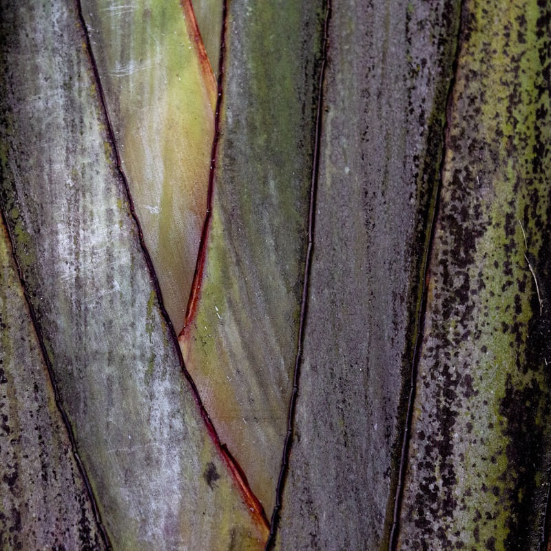 FAIXAS DA NATUREZA