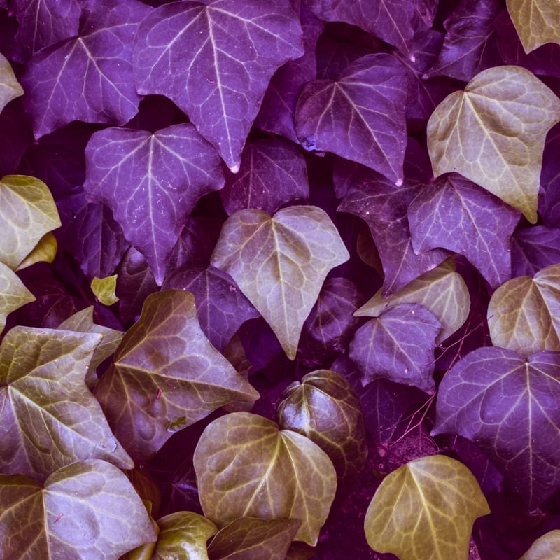 YELLOW AND PURPLE LEAVES I