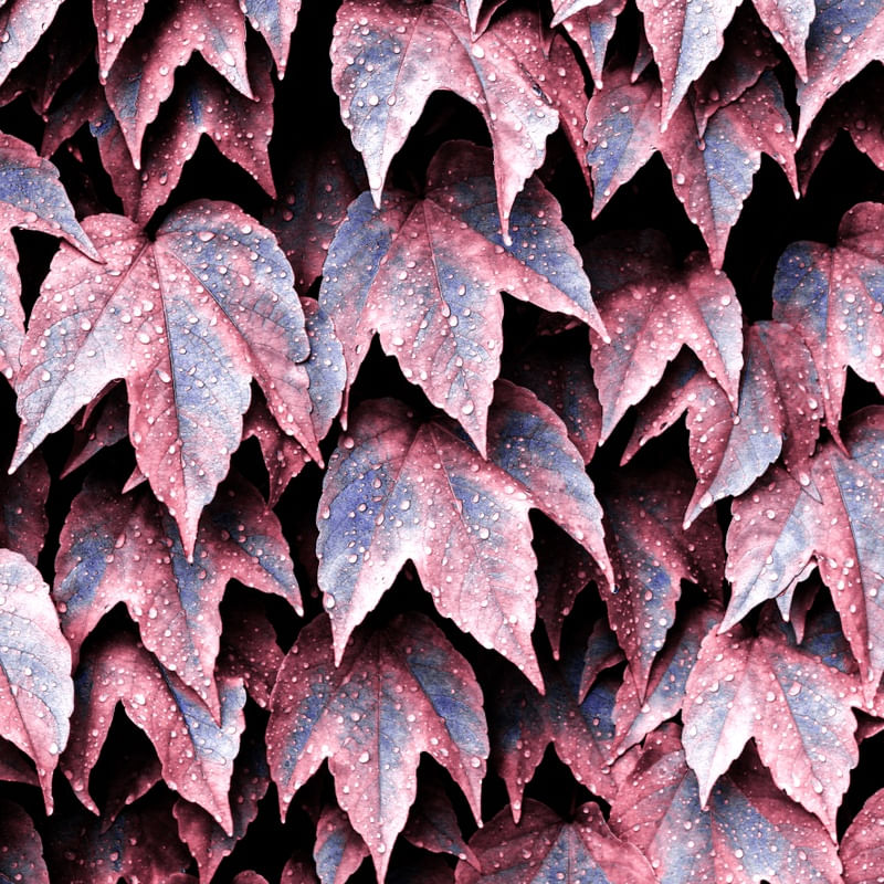 WET COLORFUL LEAVES