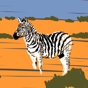ZEBRA - DV