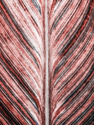 NATURE ART