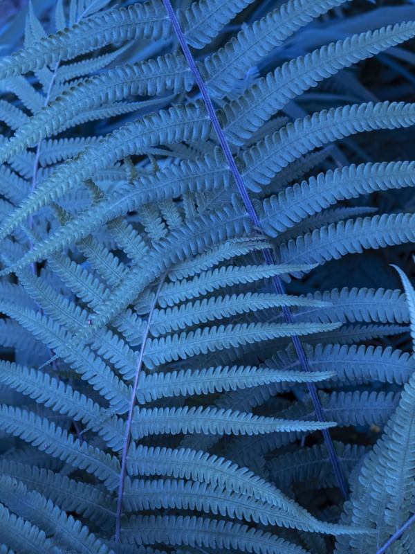BLUE FERN