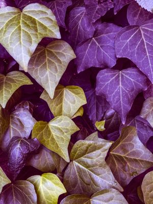 YELLOW AND PURPLE LEAVES