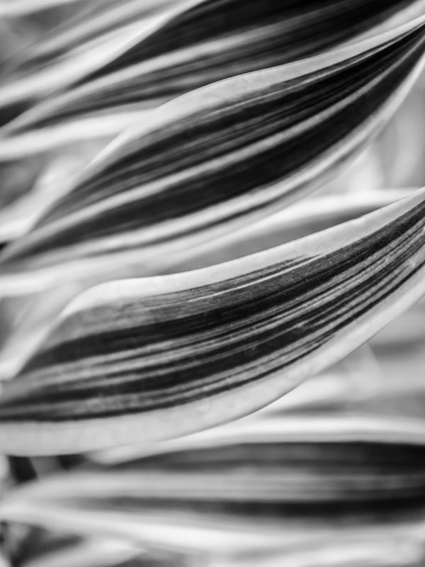 NATUREZA ABSTRATA_9