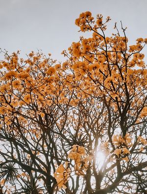 IPÊ AMARELO - DOURADO - SÃO PAULO