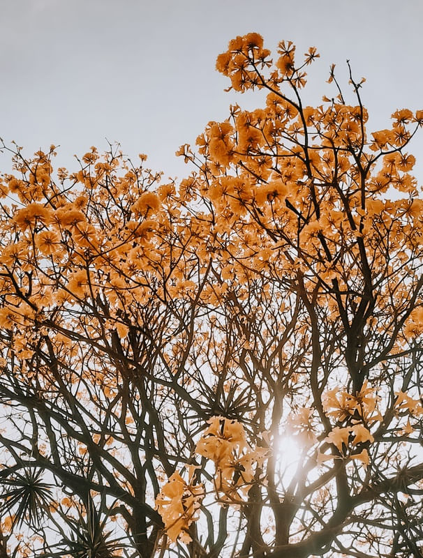IPÊ AMARELO - DOURADO - SÃO PAULO
