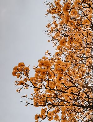 IPÊ AMARELO 2 - DOURADO - SÃO PAULO