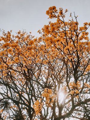 IPÊ AMARELO 3 - DOURADO - SÃO PAULO