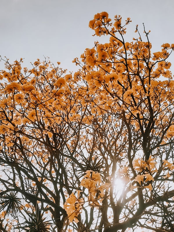 IPÊ AMARELO 3 - DOURADO - SÃO PAULO