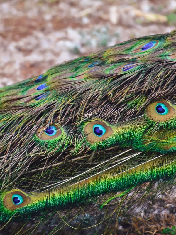 PAVÃO - DOURADO - SÃO PAULO