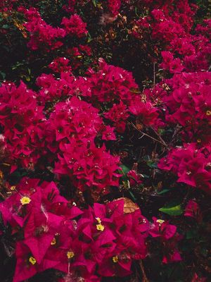 DARK PINK FLOWERS III
