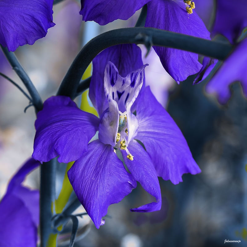 LILÁS É COR DA FLOR