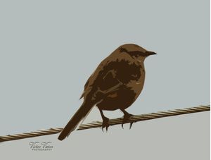 BIRD RESTING A LONG FLY