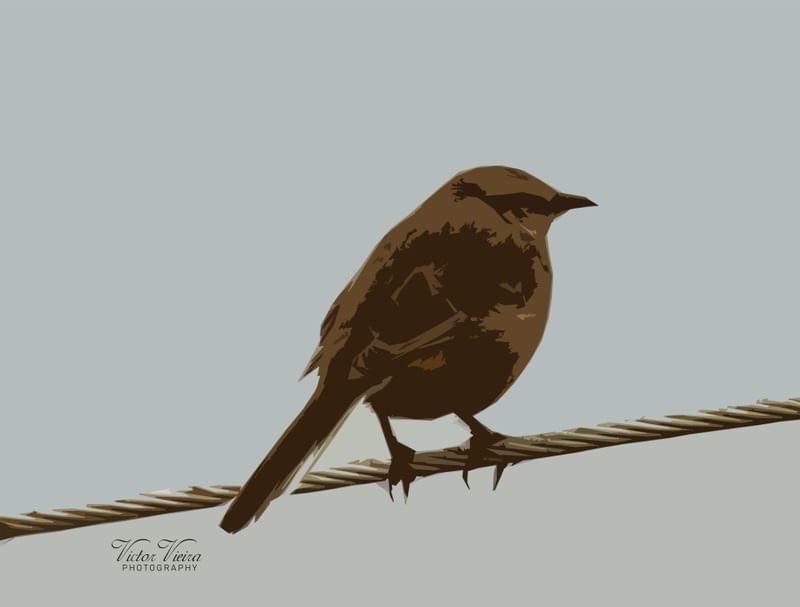 BIRD RESTING A LONG FLY
