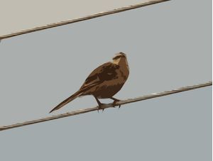 BIRD OVER THE WIRE
