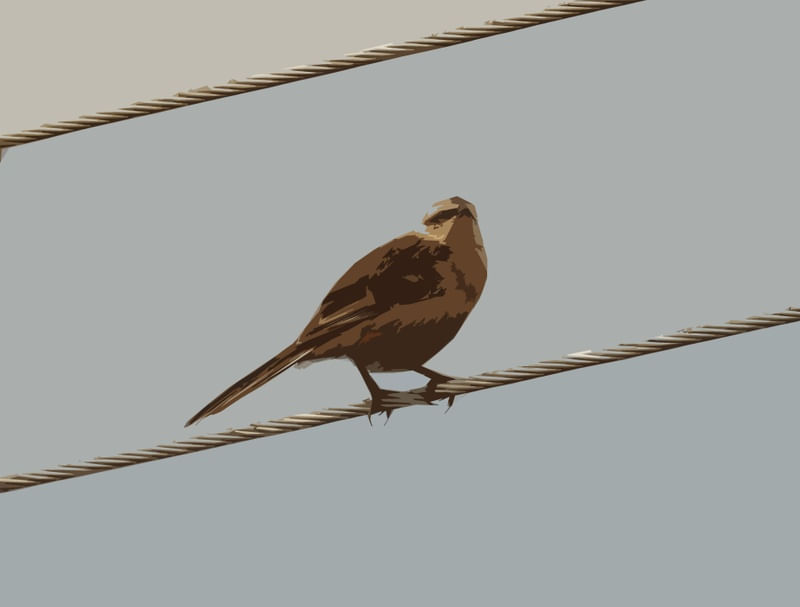 BIRD OVER THE WIRE