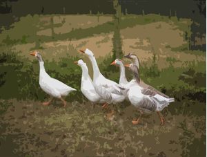DUCKS WALKING