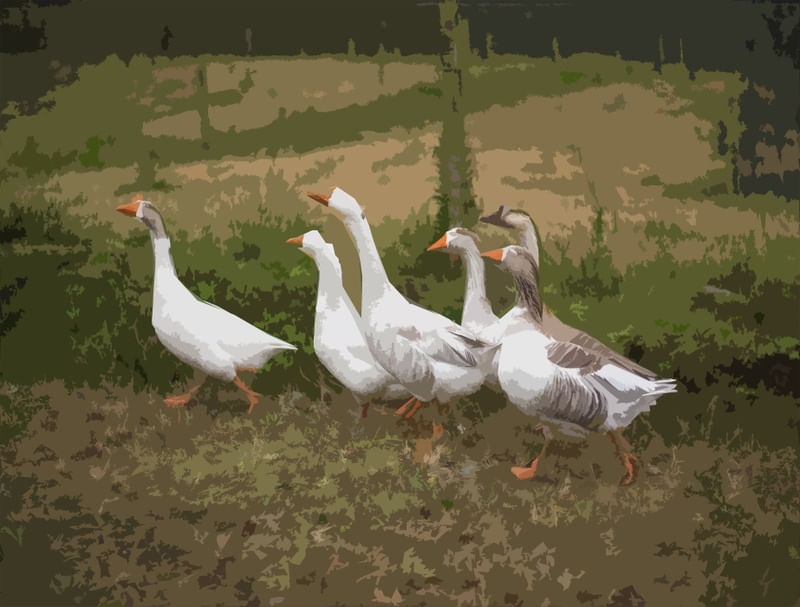 DUCKS WALKING