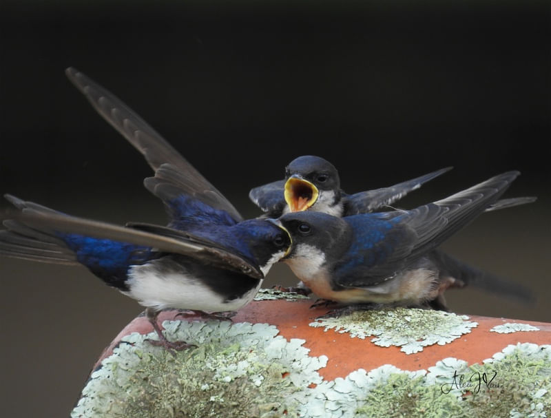 BIRD FEEDING