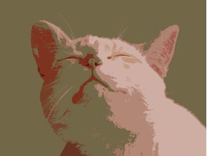 FUNNY CAT