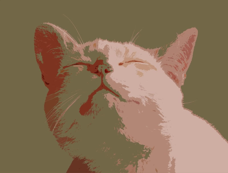 FUNNY CAT