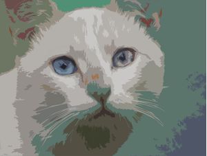 CAT WITH BLUE EYES