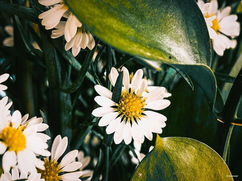 FLORES BRANCAS NA SALA