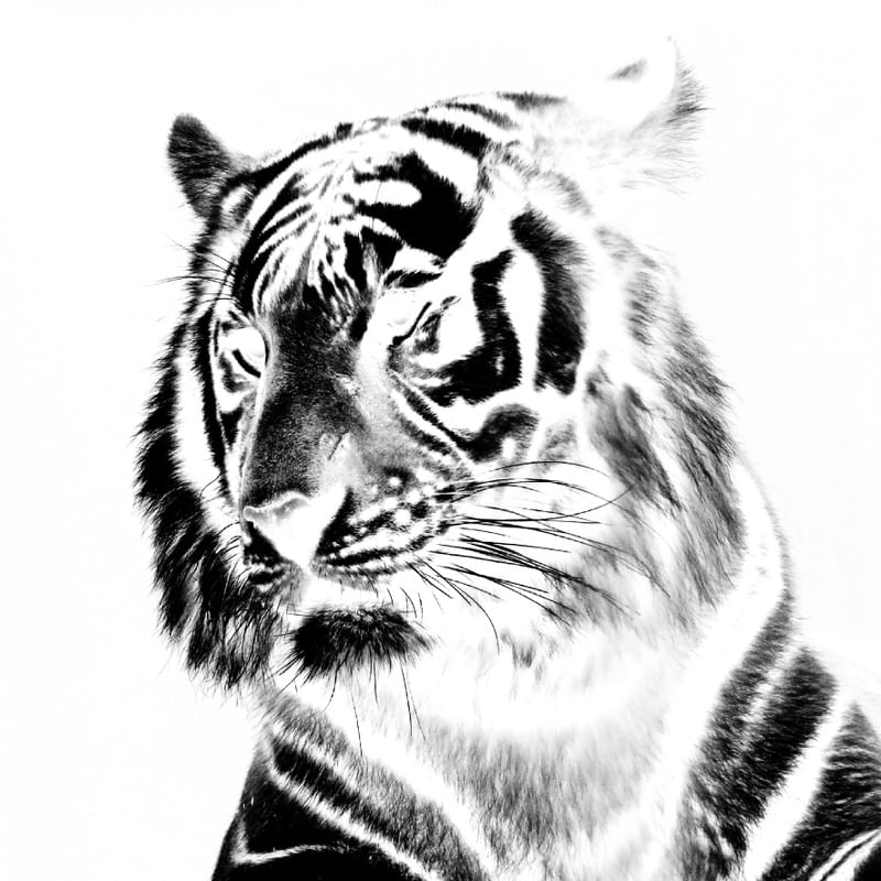 UM TIGRE 01