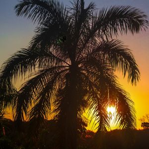 TROPICAL POR DO SOL