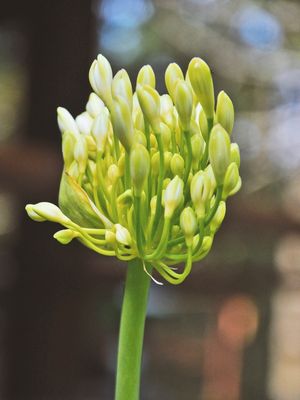 BOTÃO DE FLOR