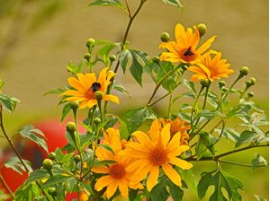 YELLOW FLOWERS 3