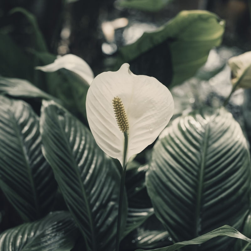 FLOR LÍRIO DA PAZ
