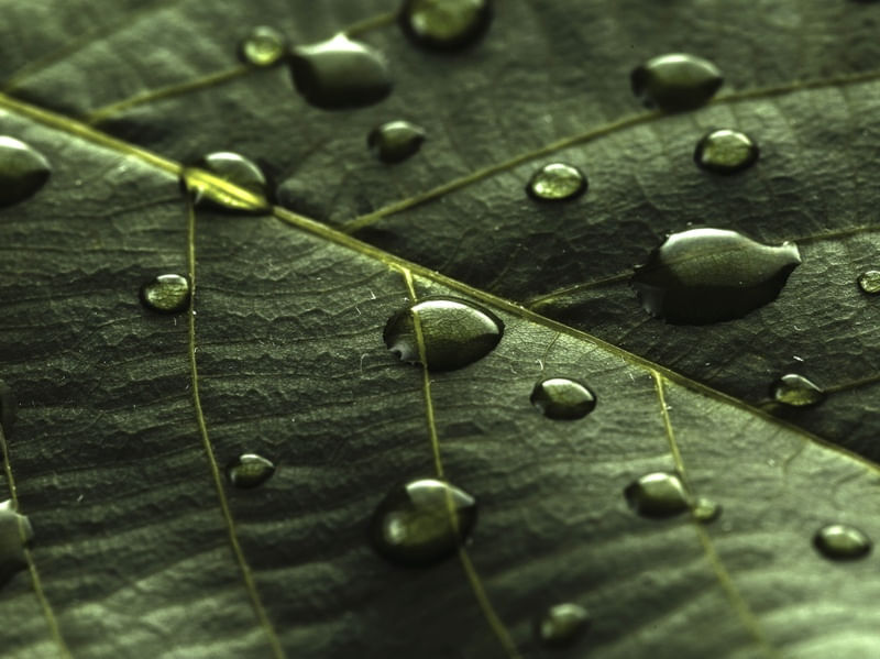 LEAF 2