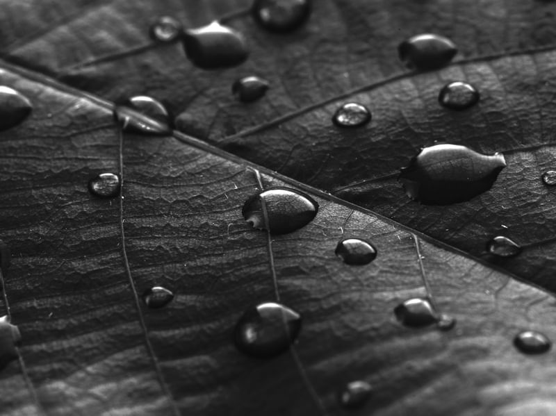 LEAF BW