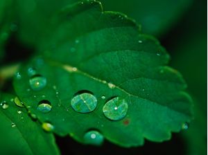 DROPS ON THE LEAF