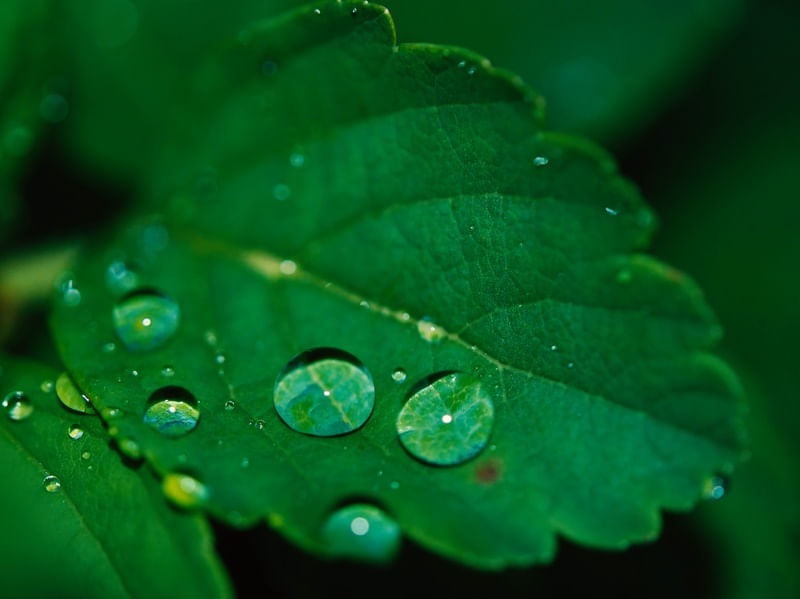 DROPS ON THE LEAF