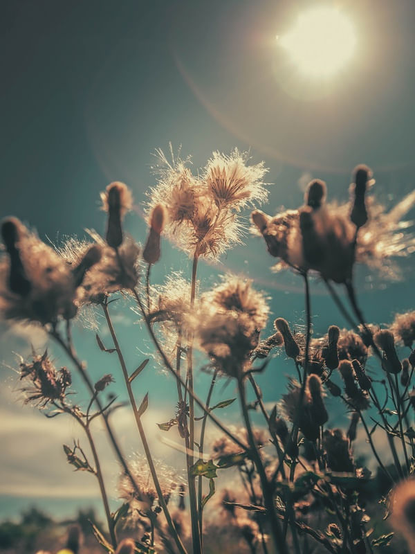 SOL E DENTE DE LEÃO