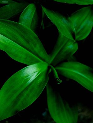 BLACKANDGREEN2