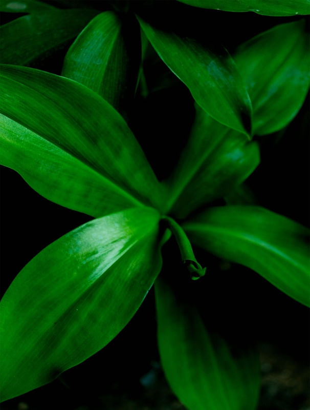 BLACKANDGREEN2