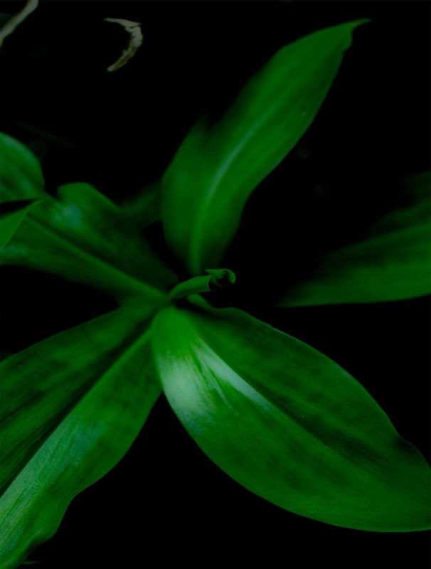 BLACKANDGREEN3