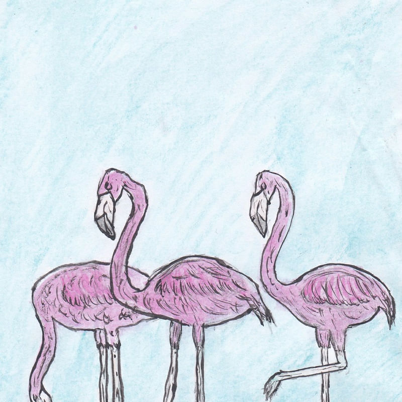 3 FLAMINGOS