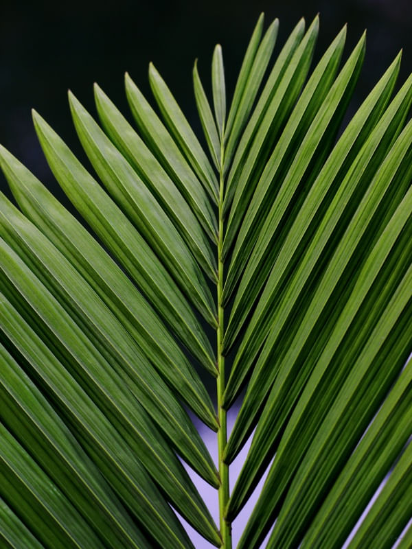 SM - SIMETRIA NATURAL 11