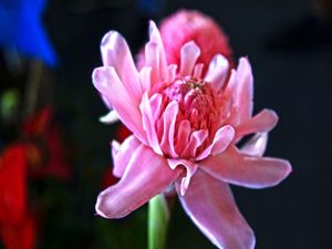 FLORATA ROSADA