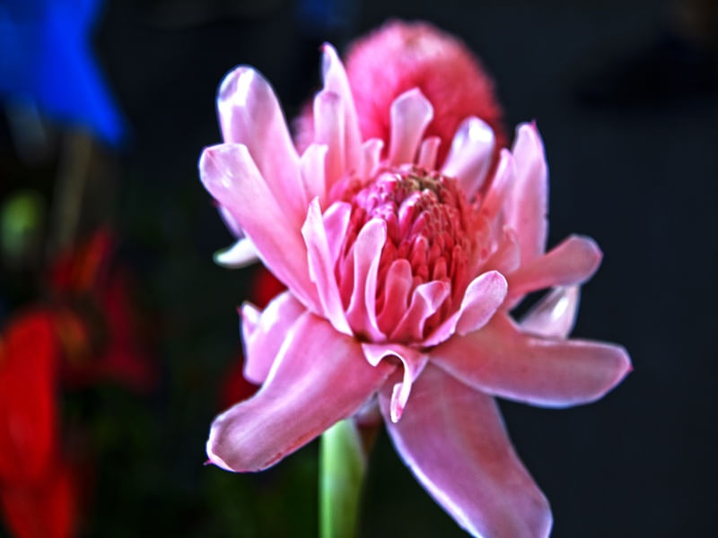 FLORATA ROSADA